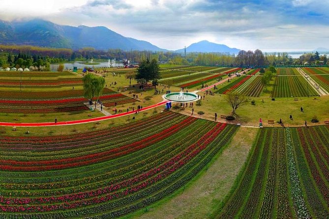 Tulip Garden Srinagar